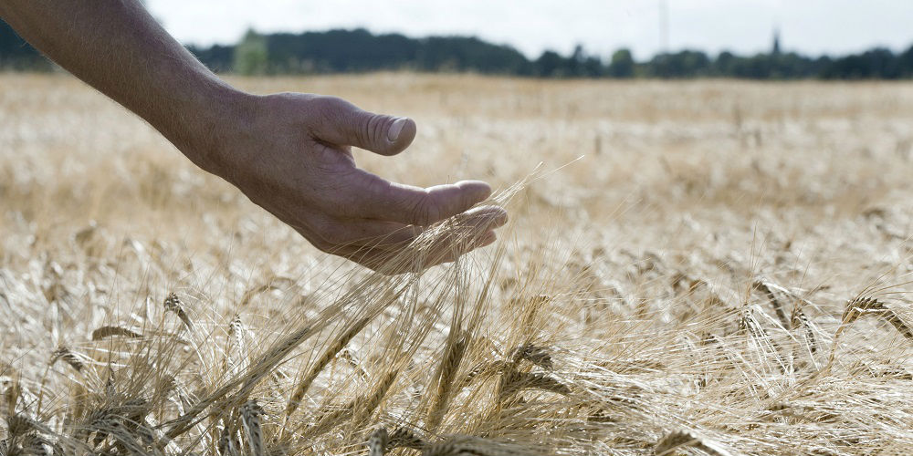 Ett sädesfält där en hand i närbild stryker i luften över och genom grödorna. 