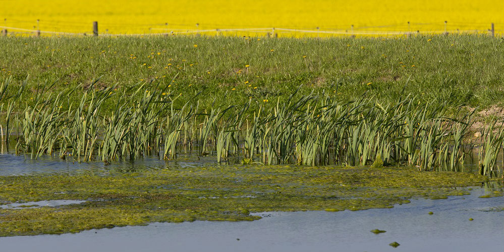 Våtmark med växtlighet runtom och gula fält i bakgrunden.