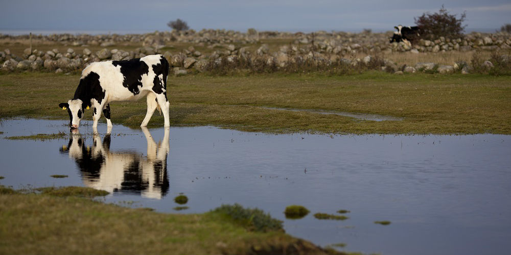 Svartvit ko dricker vatten vid våtmark med intilliggande fält och landskap.