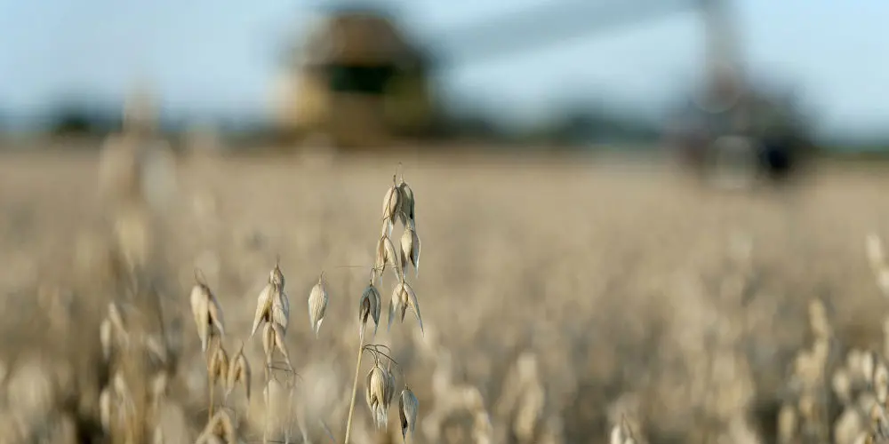 Närbild på vajande sädesslag på fält med suddig bakgrund.