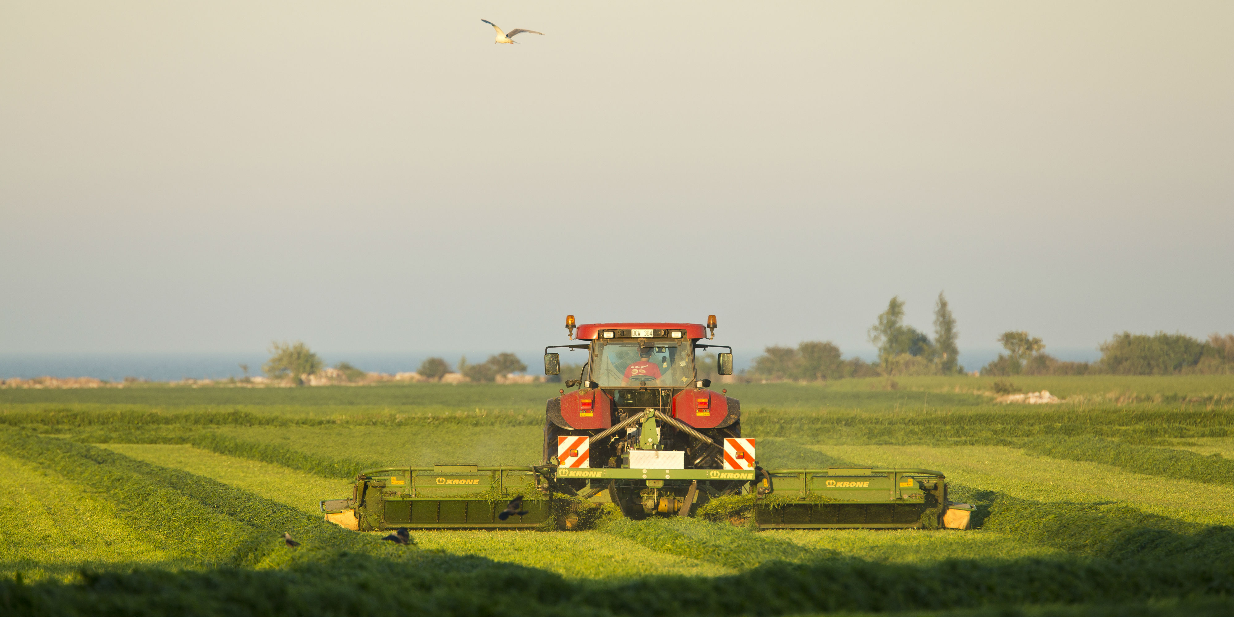 En röd och grön jordbruksmaskin bearbetar och kör över ett grönt fält.