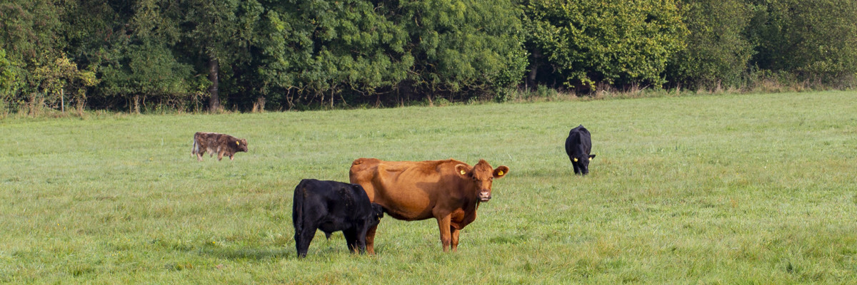 Grönt gräs i närbild och fokus framför ett suddigt vit hus i bakgrunden.
