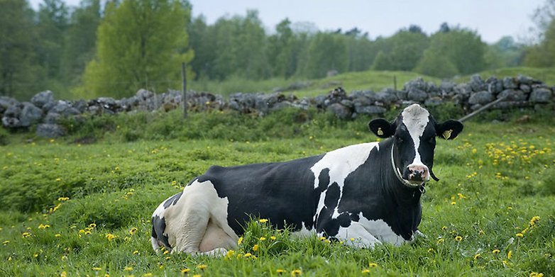 Svartvit ko på bete vilar i gräset på en grönskande sommaräng.