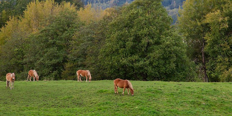 Fyra hästar går och betar i en hage. I bakgrunden tar skogen vid.